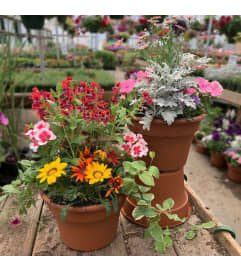 10 Mixed Patio Pot. An arrangement by Colonial Gardens Florist And Greenhouses. 10 Mixed Patio Pot. An arrangement by Colonial Gardens Florist And Greenhouses.
