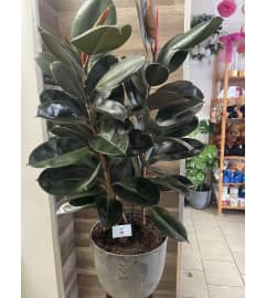 Large Rubber Plant in Concrete Pot. An arrangement by Sonia's Florist.