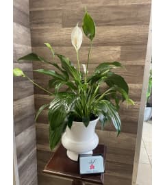 Peace Lily Collection. An arrangement by Sonia's Florist.
