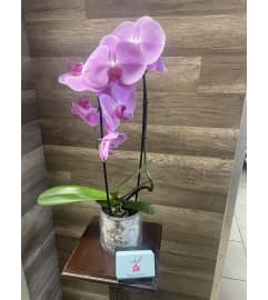 Pink Orchid in Glass Cylinder. An arrangement by Sonia's Florist.