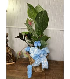 Welcome Baby Green Plant (specify boy, girl, or gender neutral). An arrangement by The Flower Box Florist.