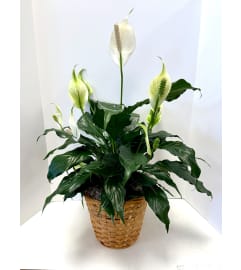 Spathiphyllum (Peace Lily). An arrangement by Brown Floral and Fudge.
