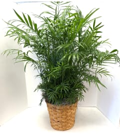 Palm Plant. An arrangement by Brown Floral and Fudge.