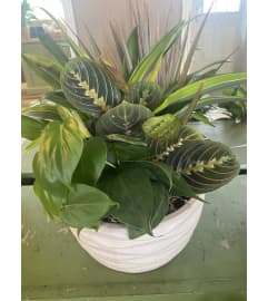 Green Plant Dish Garden. An arrangement by Selden Florist.