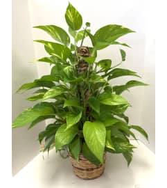 Pothos Pole. An arrangement by Brown Floral and Fudge.
