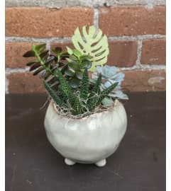 'By Design' Mini succulent pot. An arrangement by Flowers By Design.