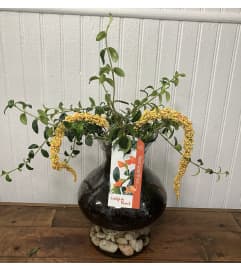 Goldfish Plant. An arrangement by The Flower Box Florist.