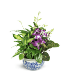 Memory Planter. An arrangement by Selden Florist.