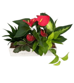 Rustic Autumn Topical Planter. An arrangement by The Garden Gate Gifts and Florals.