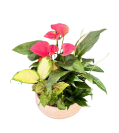 Light-Wash Tropical Planter. An arrangement by The Garden Gate Gifts and Florals.
