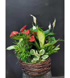 Peace and Passion Garden. An arrangement by Always in Bloom.