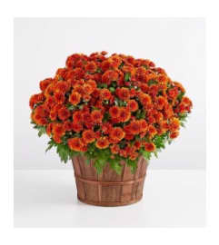 FALL MUM PLANT. An arrangement by J.D. Ballantine's Flowers and Gifts.