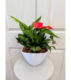 White Anthurium Planter. An arrangement by My Secret Garden.