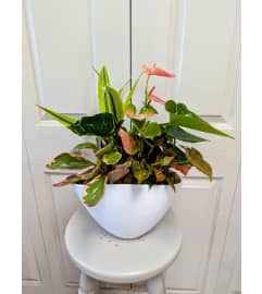 White Anthurium Planter. An arrangement by My Secret Garden.