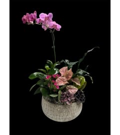 Orchid Harmony Garden. An arrangement by Marianna's Flower Island.