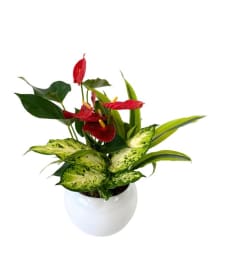 Round Peaceful Planter. An arrangement by Loyalist Flowers. Round Peaceful Planter. An arrangement by Loyalist Flowers.