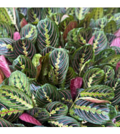 Prayer Plant (Maranta Red). An arrangement by Donato's Floral.