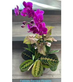 Fellows Tough Lady. An arrangement by Fellows Fernlea Flowers.