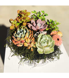 Succulents By The Sea. An arrangement by Shell Beach Floral Design. Succulents By The Sea. An arrangement by Shell Beach Floral Design.