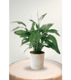 Lush Peace lily. An arrangement by Blossoms On The Trail.