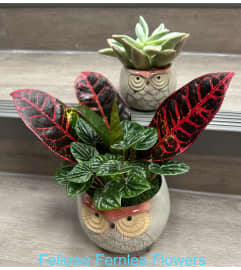 Woodland Owl Family. An arrangement by Fellows Fernlea Flowers.