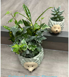 Woodland Hedgehog Family. An arrangement by Fellows Fernlea Flowers.