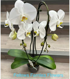 Double White Waterfall Orchid. An arrangement by Fellows Fernlea Flowers.