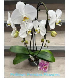 Double White Waterfall Orchid. An arrangement by Fellows Fernlea Flowers. Double White Waterfall Orchid. An arrangement by Fellows Fernlea Flowers.