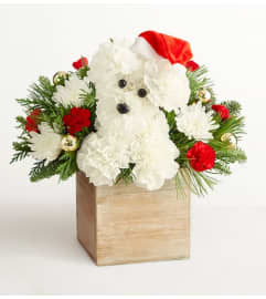 SANTA PAWS. An arrangement by J.D. Ballantine's Flowers and Gifts.