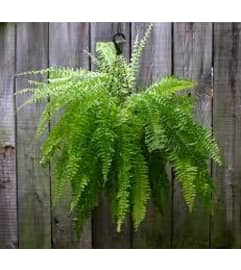 Boston Fern - Hanging Basket. An arrangement by Sueppel's Flowers. Boston Fern - Hanging Basket. An arrangement by Sueppel's Flowers.