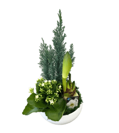 Christmas Short Round Amaryllis in white Planter. An arrangement by Nicol Florist. Christmas Short Round Amaryllis in white Planter. An arrangement by Nicol Florist.