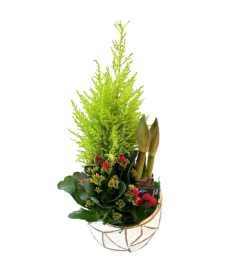 Winter Amaryllis Haven. An arrangement by The Garden Gate Gifts and Florals.