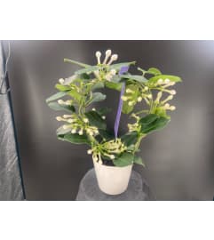 Stephanotis plant. An arrangement by Floral Boutique.