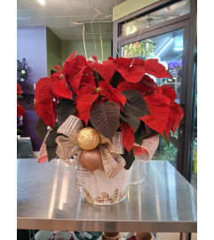 Holiday Heart Poinsettias. An arrangement by Sophie's Flowers.