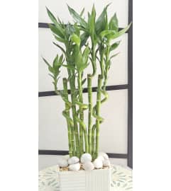 Tall Spiral Lucky Bamboo. An arrangement by Brickell Exclusive Blooms.