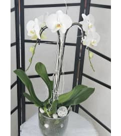 Exclusive Orchid Plant. An arrangement by Brickell Exclusive Blooms.