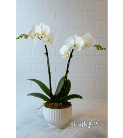 Elegant Orchid Garden in White. An arrangement by Brooklin Floral and Garden Shoppe Inc..