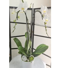 Classic Orchid Plant. An arrangement by Brickell Exclusive Blooms.