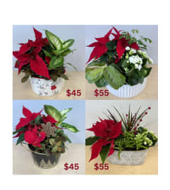 Christmas Planter Dec 2024. An arrangement by Northwest Florist. Christmas Planter Dec 2024. An arrangement by Northwest Florist.