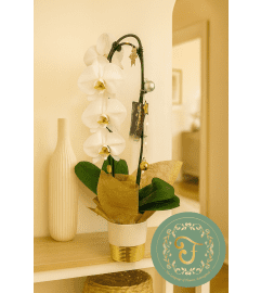 White Waterfall Orchid Plant with Holiday Lights. An arrangement by Anderson Flowers.