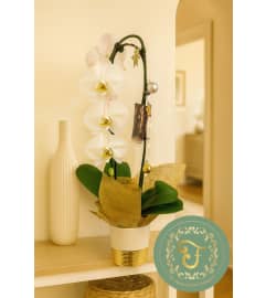 White Waterfall Orchid Plant with Holiday Lights. An arrangement by Roma James Gifts.