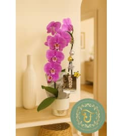 Purple Waterfall Orchid Plant with Holiday Lights. An arrangement by Roma James Gifts.
