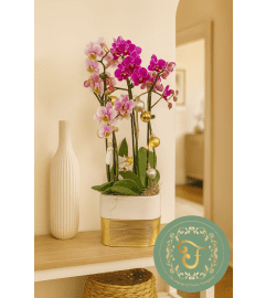 Duo-Delight Orchid Garden with Lights - Purple. An arrangement by Anderson Flowers.