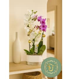 Duo-Delight Orchid Garden with Lights - Purple and White. An arrangement by Lori's Hearts and Flowers.