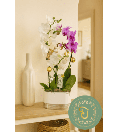 Duo-Delight Orchid Garden with Lights - Purple and White. An arrangement by Roma James Gifts.