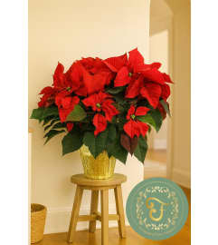 Red Poinsettia - 3 Sizes. An arrangement by Lori's Hearts and Flowers.