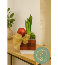 White Amaryllis Planter (watch me grow and bloom!). An arrangement by Roma James Gifts.