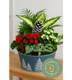 Aspen Garden Planter. An arrangement by Roma James Gifts.