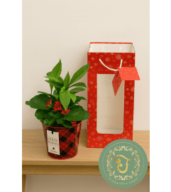 Pinery Garden in Tin with Gift Bag. An arrangement by Floratechnics.