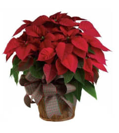 Winter Warmth Poinsettia. An arrangement by Ada's Flowers.